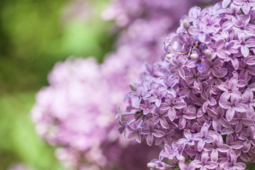 Obraz premium beautiful lilac bushes with a soft background.