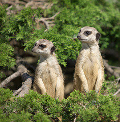 A small surakat looks around.