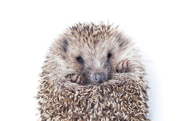 the wild young hedgehog curled into a ball.