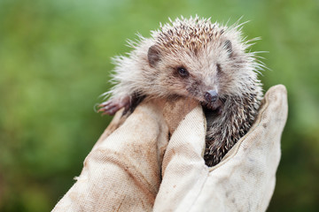 Girl holding a small hedgehog