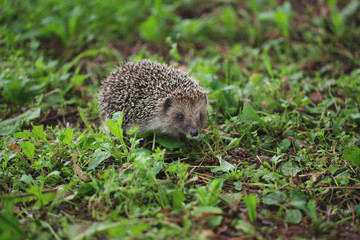 Naklejka na ściany i meble the little hedgehog is running along the grass.