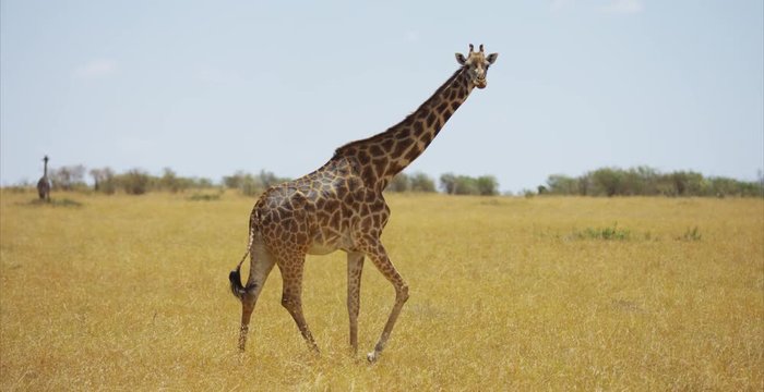 Giraffe walking in the savanna