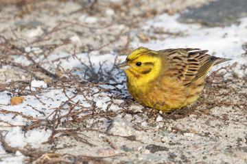 Little bird  yellowhammer on snow close up. Ukraine  Emberiza citrinella,   Bird eating grass seeds. Beautiful bird searches for food in the cold winter days. Yellowhammer of snow looking for food.