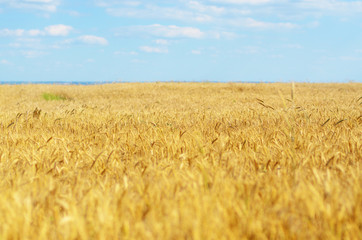 Wheat field against sun light