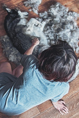 Owner is combing dog. Girl sits on floor and combs wool off the lying Siberian husky on of combed wool. Spring molt. Rear view.
