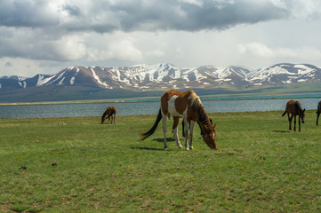 Several horses graze on an alpine meadow on the background of mountains and a lake