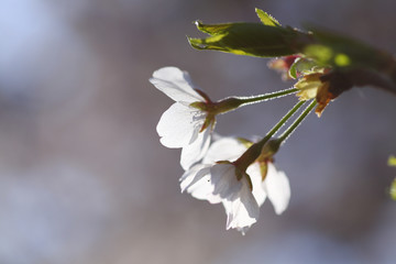ソメイヨシノ　桜の花　横　埼玉県　上尾市　日本	
