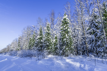 Shadows on the edge of the winter forest
