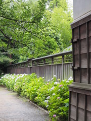 日本家屋の路地と板塀に咲くアジサイ
