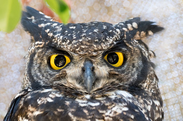 Portrait of a Spotted Eagle Owl