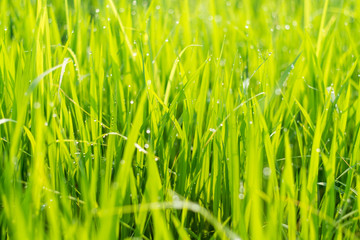 Fototapeta na wymiar Close up Green rice field with water drop