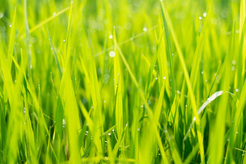 Close up Green rice field with water drop
