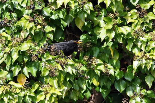 Amsel in der Festung Rosenberg