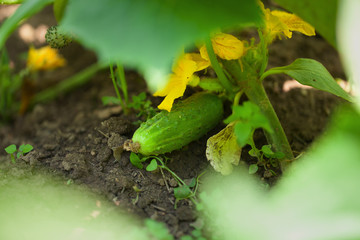 Obraz premium cucumber growing in the garden