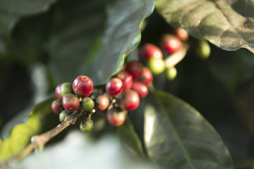 Coffee beans are unripe and ripe, Northern, Thailand.