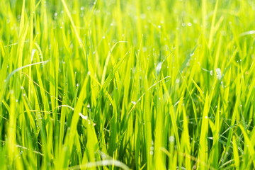 Close up Green rice field with water drop
