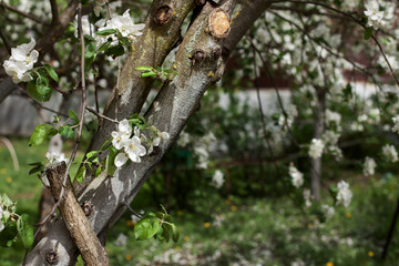 blooming apple tree. sunny day