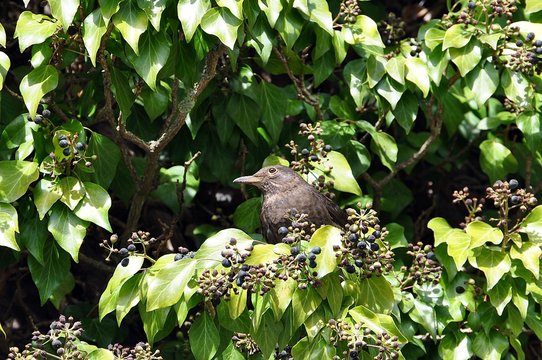 Amsel