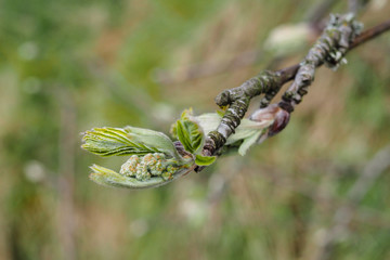 Vogelbeere (Sorbus aucuparia)
