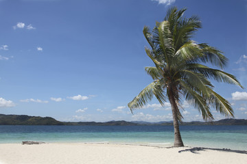  large palm tree on a white deserted beach under a bright blue sky in the Philippines