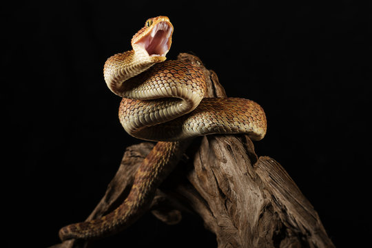 Viper