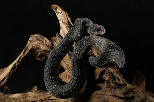 Viper