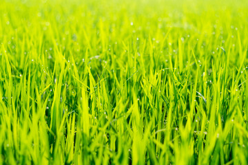 Close up Green rice field with water drop