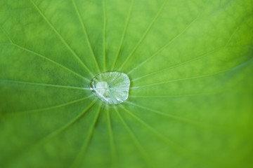 Water Droplet on lotus leaf for background