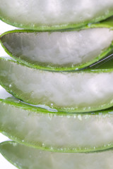 Closeup of Aloe Vera leaves on white background
