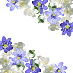 Fototapeta na wymiar Beautiful floral background of jasmine and liverworts 