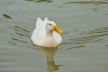 Duck swimming in the lake at mexicali zoo