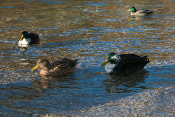 Anatre nuotano in un lago nella alpi bavaresi