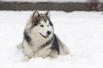 Аляскинский маламут лежит на снегу