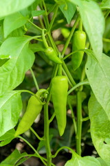 Banana pepper, Paprika or Garden Pepper on crop