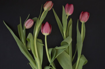 Pink tulips on black background