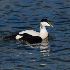 Fototapeta premium portrait male eider duck (somateria mollissima) swimming, blue water, sunshine