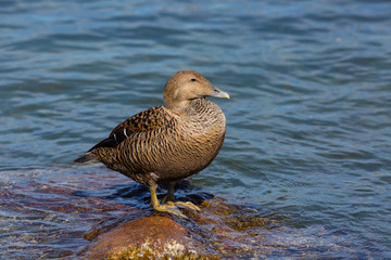 female eider duck (somateria mollissima) standing on rock in water
