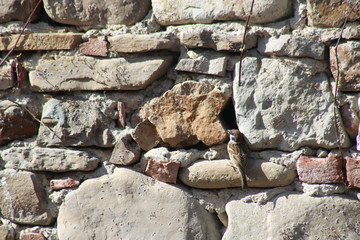 common sparrow built a nest between two stones of a wall