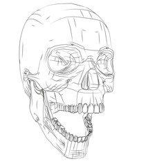 Skull isolated on white background