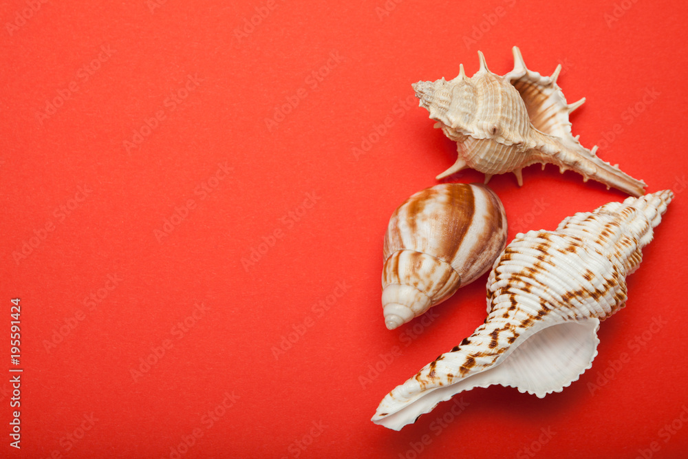 Poster three seashells on a red background. copy space.