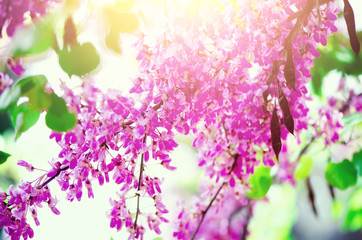 Obraz na płótnie Canvas Blooming Judas tree. Cercis siliquastrum, canadensis, Eastern redbud. Blossom pink flowers branch in sunlights. Spring and summer concept, sunny day. Copy space