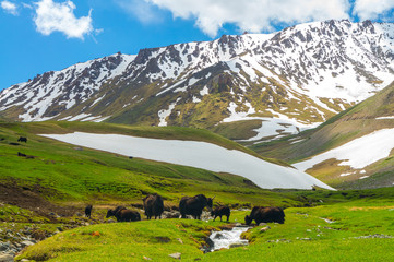 Fototapeta na wymiar Black yaks against the background of snow mountains in Kyrgyzstan