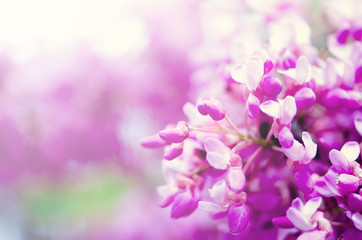 Macro of eastern redbud tree's. Blooming Judas tree. Cercis siliquastrum, canadensis. Pink flowers banch. Summer and spring concept, copy space - Powered by Adobe