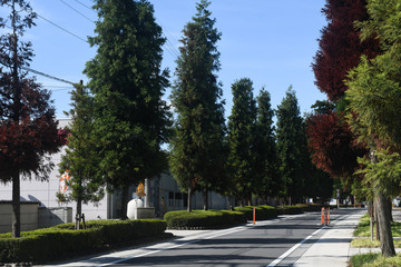 Fototapeta premium Avenue of cedar trees on old Nakasendo road in Annaka City, Gunma Prefecture, Japan.