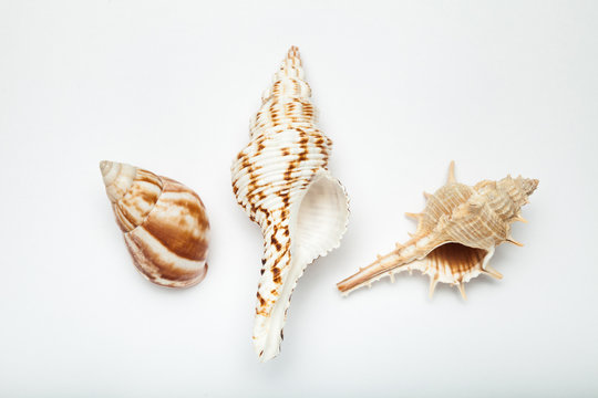 Three sea shells on a white background, concept of summer vacation.