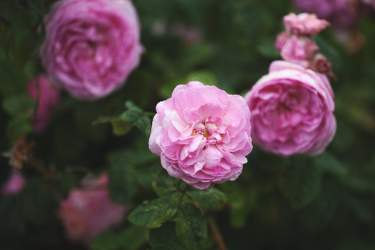 Rose bush, soft photo