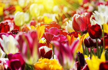 tulpen gelb rot licht strahlen