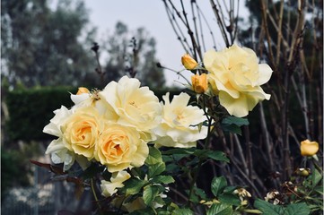 Obraz na płótnie Canvas Yellow Roses