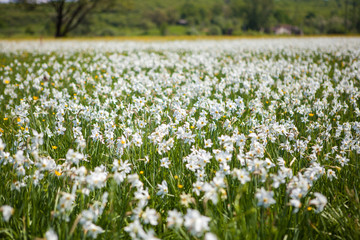 field of daffodils in the summer