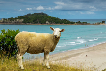 New Zealand sheep new the beach with turquoise water in Mount Maunganui.